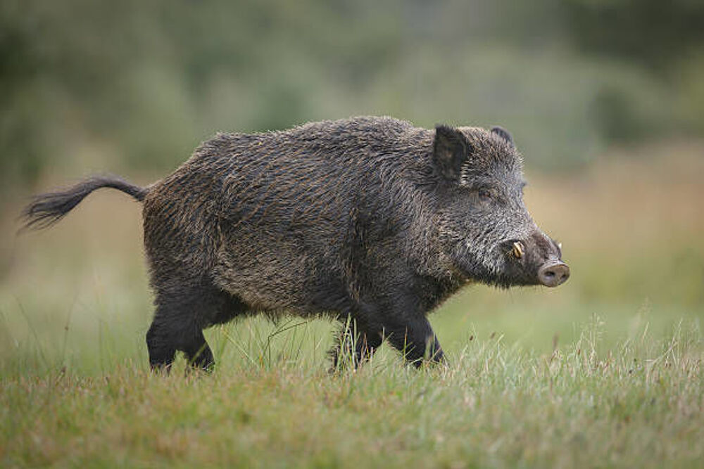 action de chasse Sports