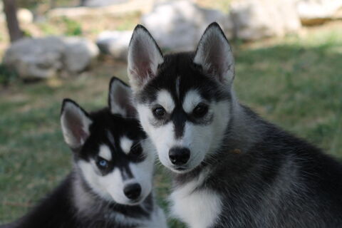 Chiots Husky de Sib&eacute;rie LOF 1200 38590 Saint-Étienne-de-saint-geoirs