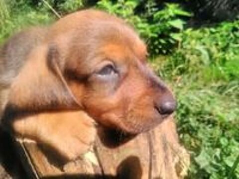   Chiots Teckel Nains de couleur fauve charbonné NON LOF 