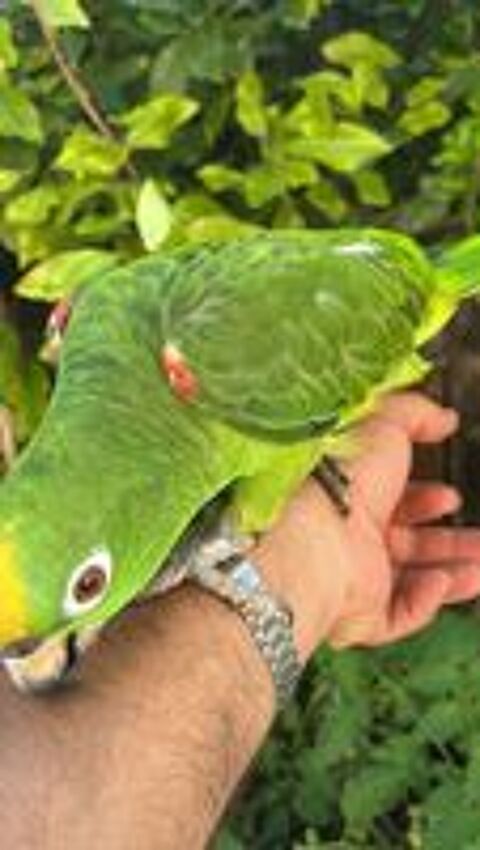   Amazone ou caïque 