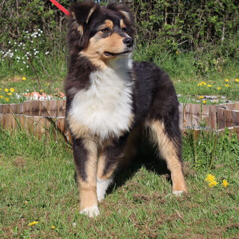 CHIOT BERGER AUSTRALIEN, ALPH&Eacute;A DISPONIBLE 700 71110 C�ron