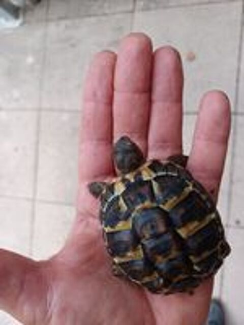   TORTUES TERRESTES de 4 ans 