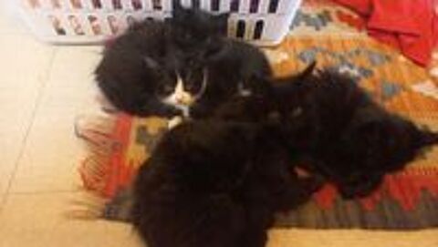   Magnifiques chatons  