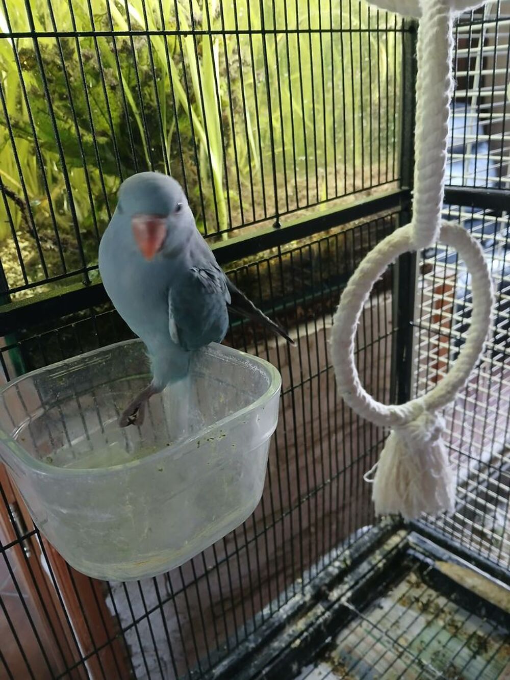   perruche à collier bleu EAM 