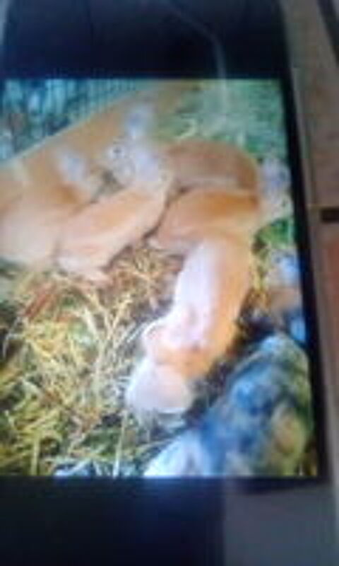   Dispo lapin  