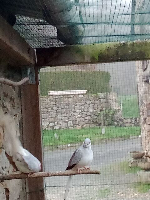 Colombe diamant  15 53240 Saint-jean-sur-mayenne