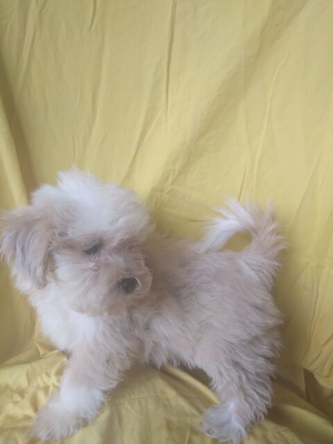 Bichon havanais 1500 26790 Tulette