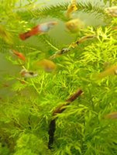    Jeunes Guppys varié  