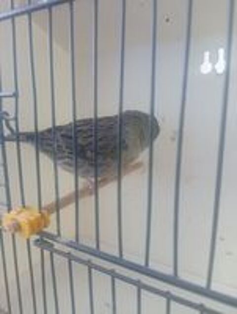   male cannari gloster de 2024 bon chanteur 