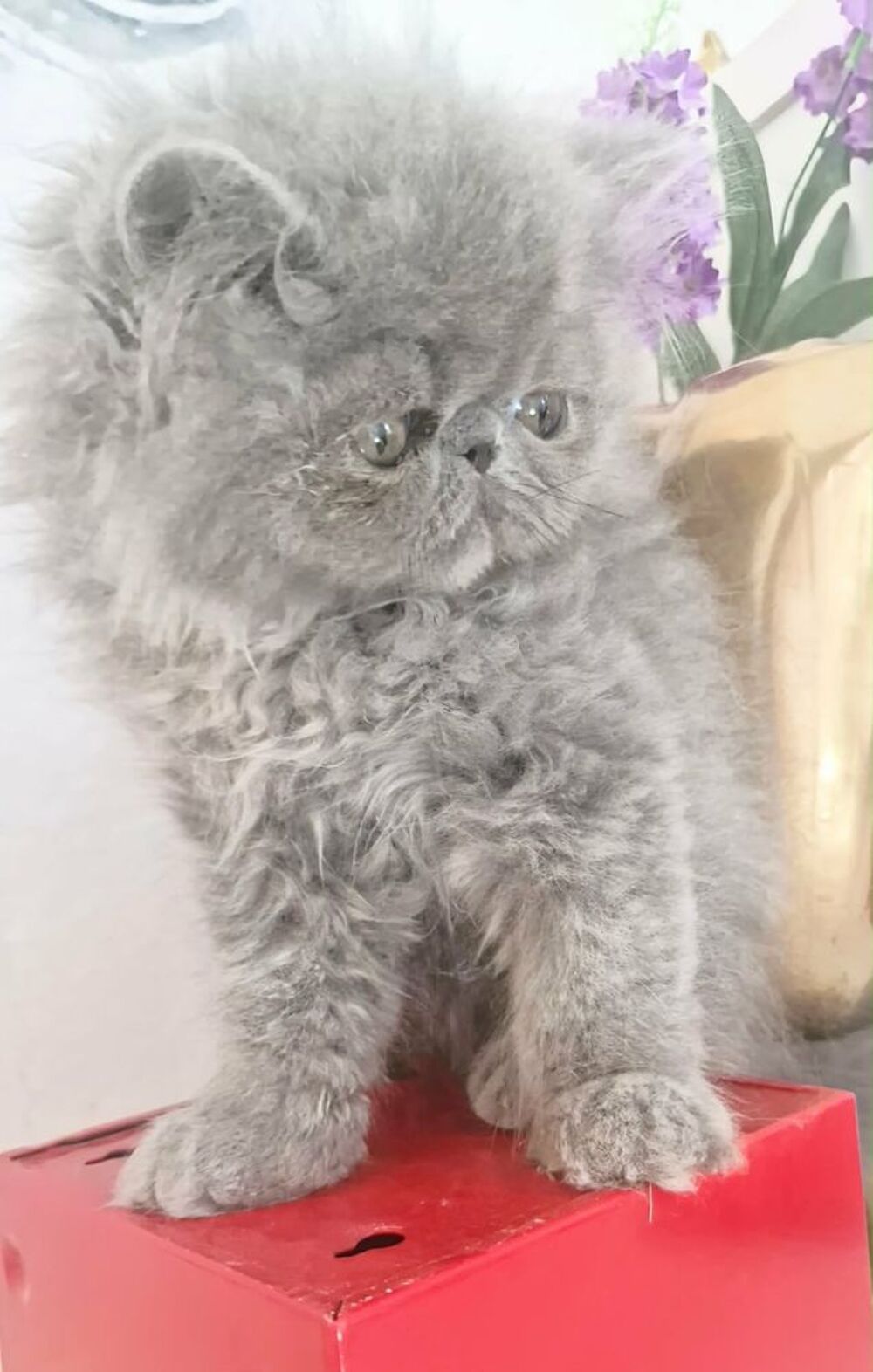   VENDS RESTE UNE FEMELLE  LOOF BLEUS 
