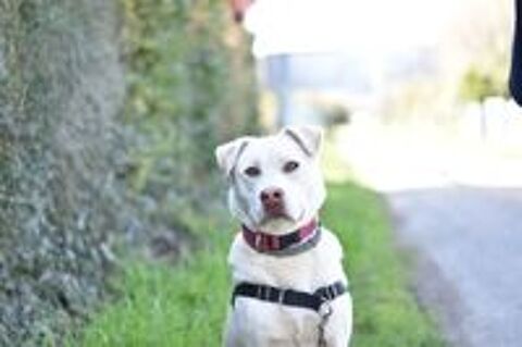   Chien TAIGA � l adoption 