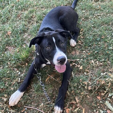 Adorable Aron, 9 mois. 🐶❤️ 250 26100 Romans-sur-is�re