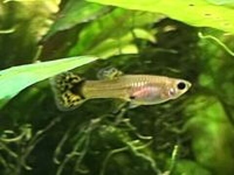   Guppy (Alevins, Jeunes et Adultes, Mâles / Femelles) 