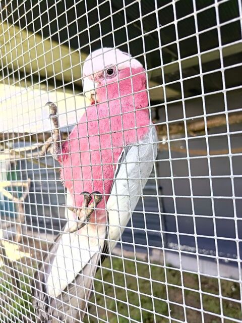 Cacato&egrave;s rosalbin 700 49300 Cholet