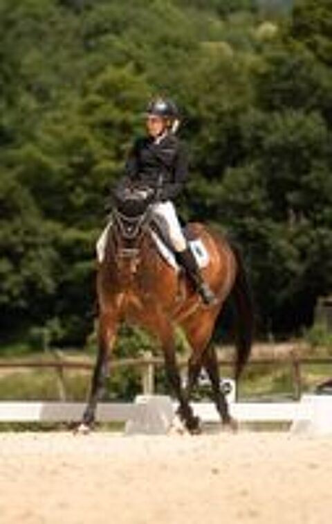   Cheval dressage 9 ans pour St George mini 