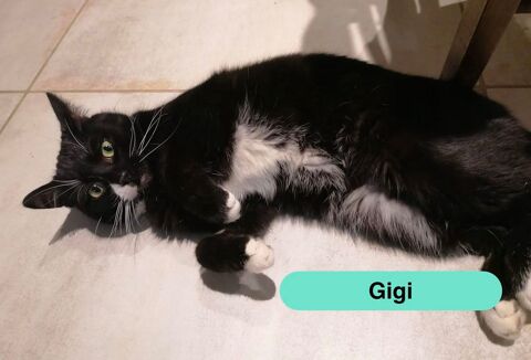 Gigi, jeune chat noir et blanc &agrave; adopter 200 44540 Saint-mars-la-jaille