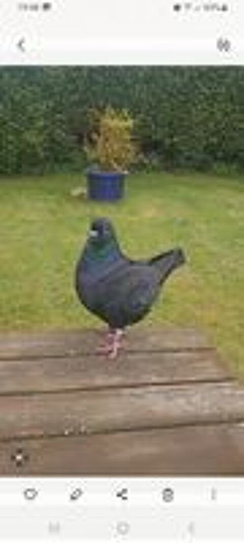   Pigeons King mâle  