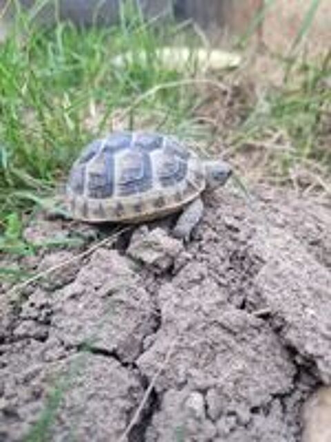   Tortue de terre  