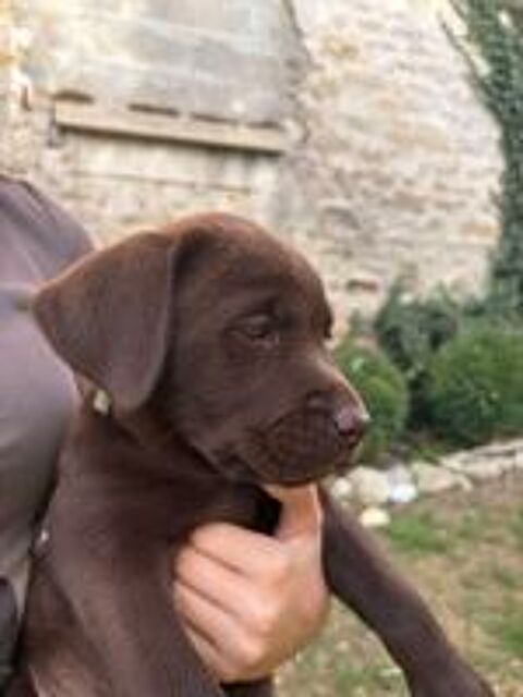   Chiots LOF Labrador Retriever Chocolat  