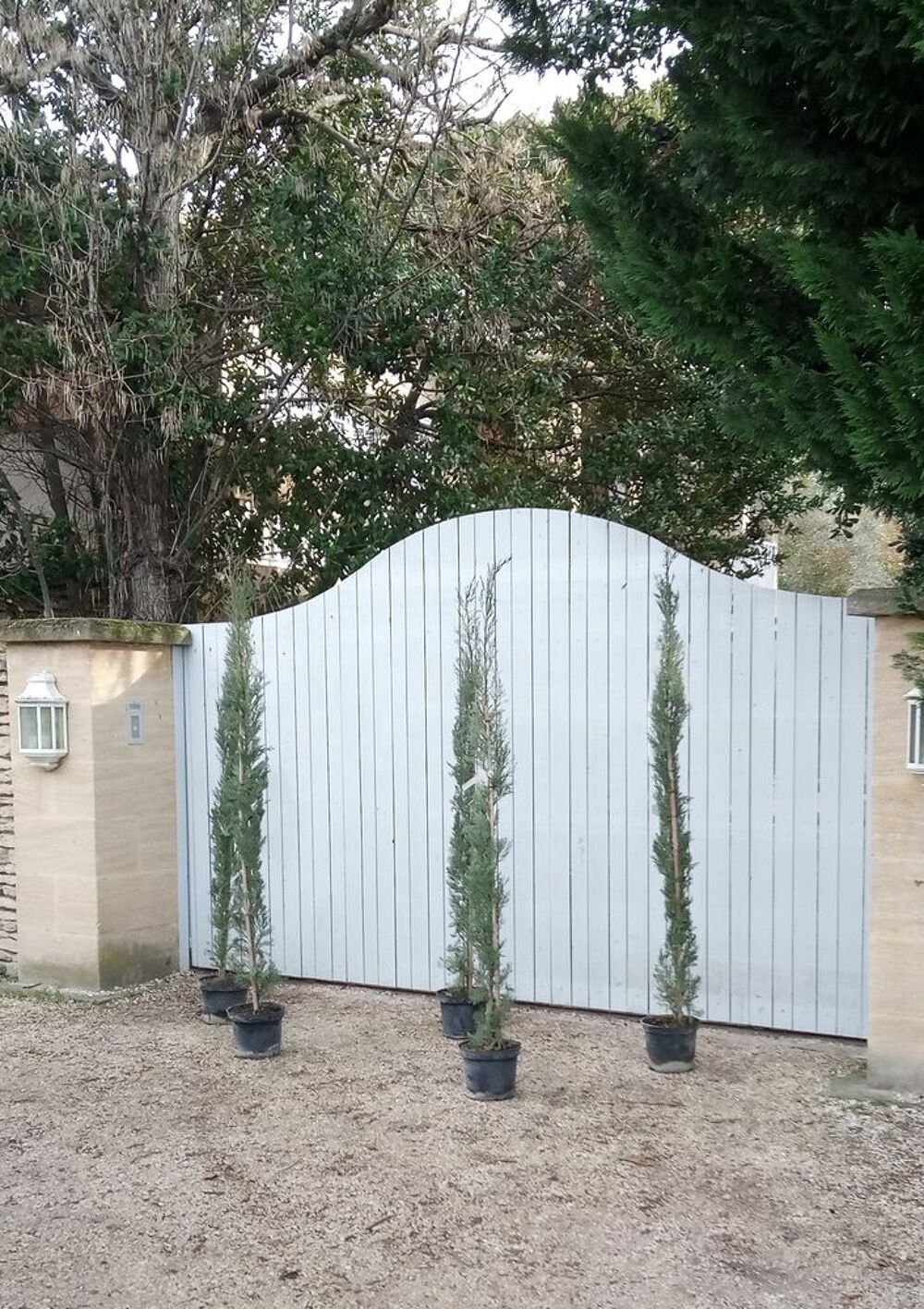 Cypr&egrave;s d'Italie greff&eacute; en forme de chandelle 'Florence'. Jardin