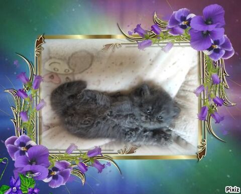 Chatons  persans 700 07290 Quintenas