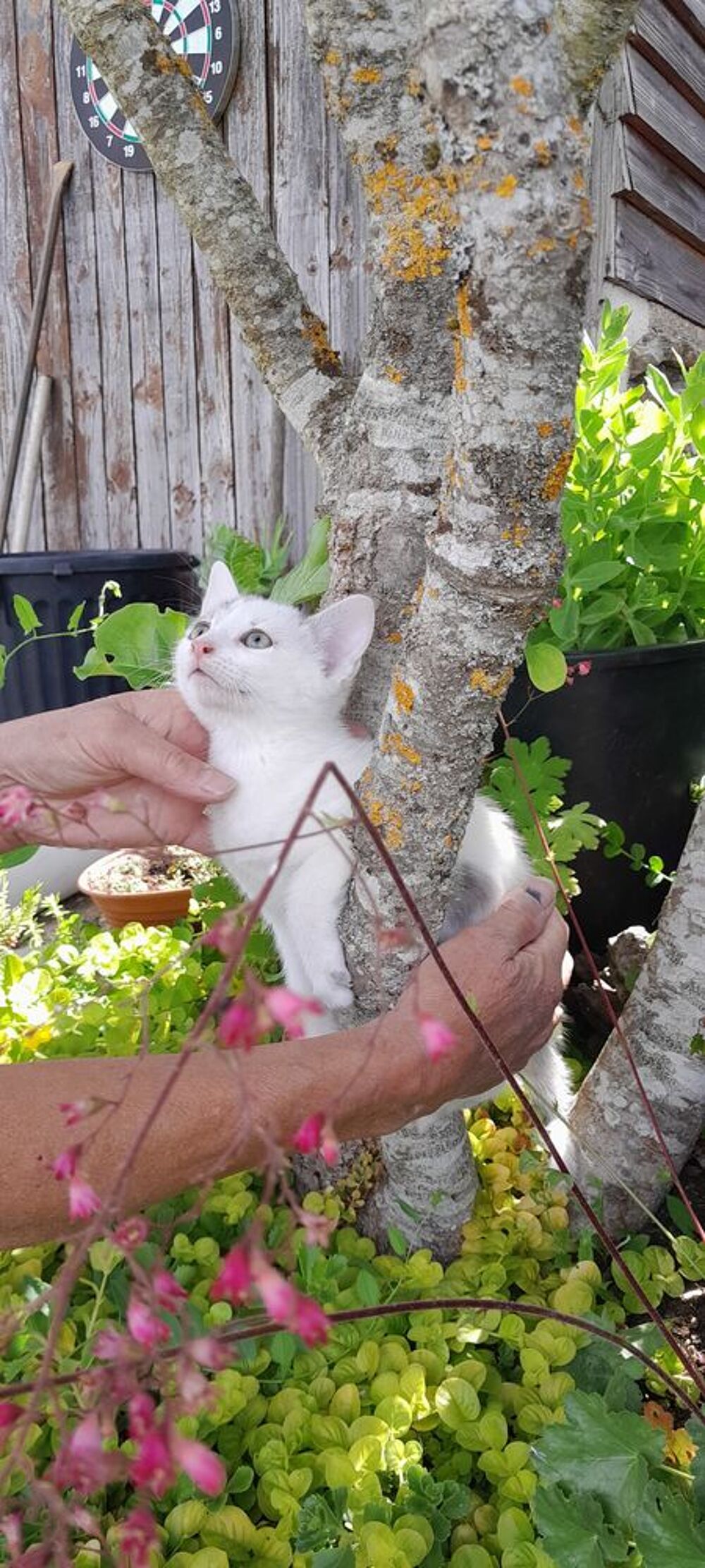   Adorables petits chatons à l'adoption ? 