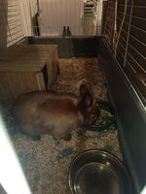   lapin nain femelle 1 an 