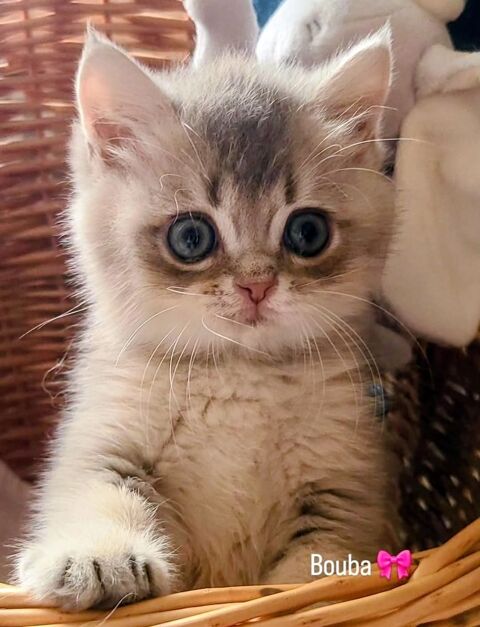 Chaton Scottish British 1400 13014 Marseille