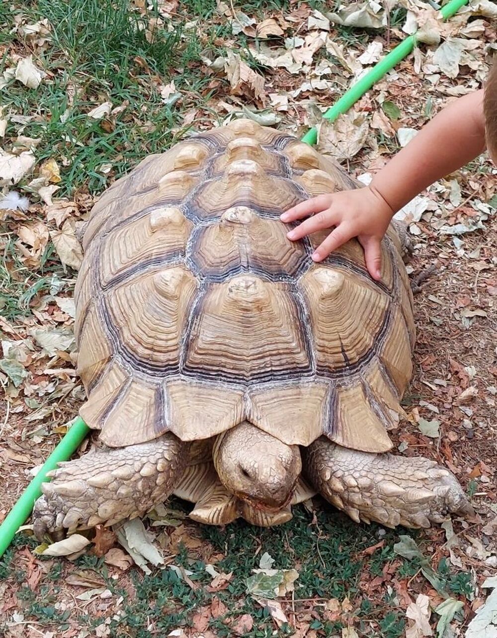   Magnifique tortue Sulcata de 20 ans cherche nouveau foyer 