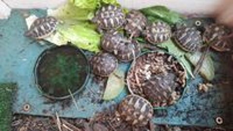   Tortue terrestre
