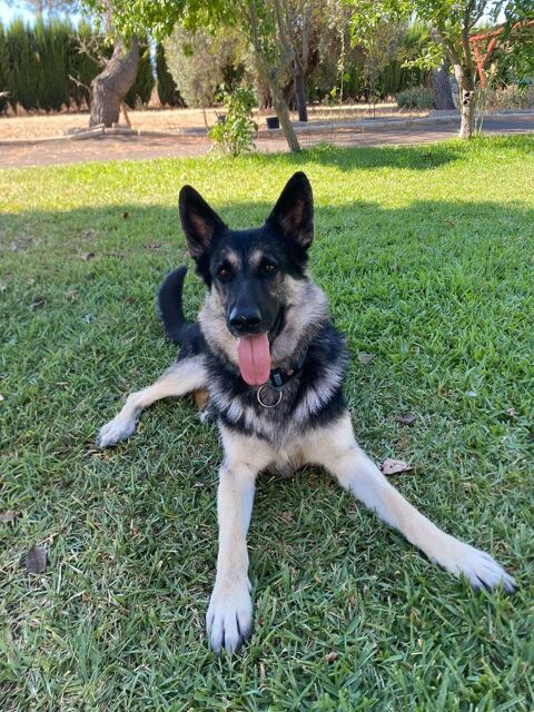 TANGO 320 27620 Gasny