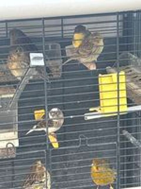   Canaris de l année mâle femelles en très bonne santé  