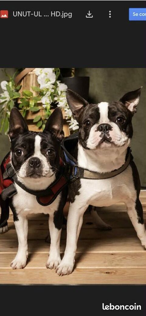 chiot boston terrier 1500 81100 Castres