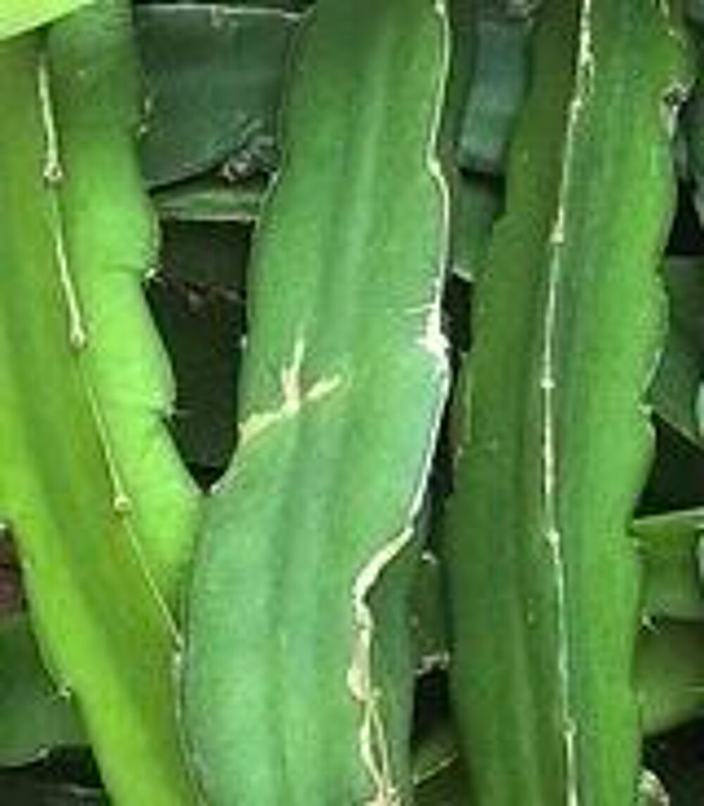 Boutures d'Epiphyllum 3 Boutures Jardin