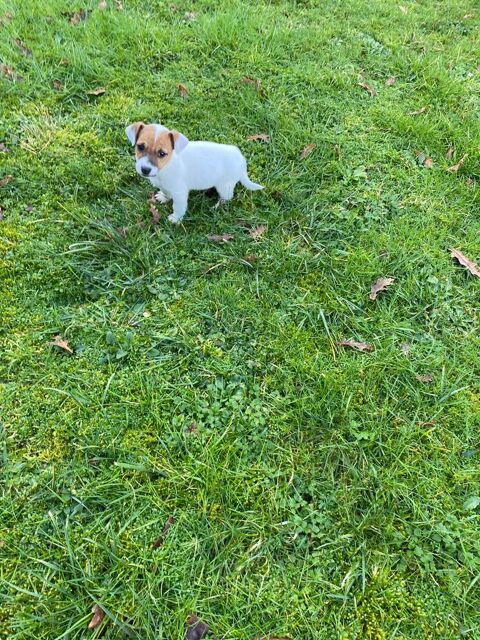 Chiot Jack Russel 800 40230 Saint-vincent-de-tyrosse