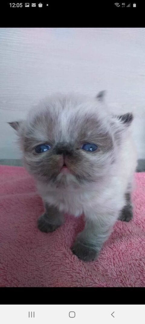 CHATONS PERSAN COLOURPOINT LOOF- 1 m&acirc;le 2 femelles  1500 45100 Orleans