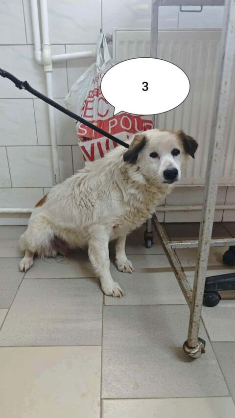 Mandragore &agrave; l'adoption 300 36000 Ch�teauroux