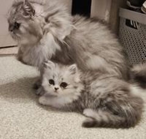   Chatons persan silver LOOF 