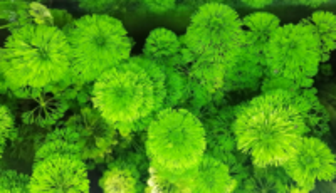   Plante d'aquarium Limnophila sessiliflora 