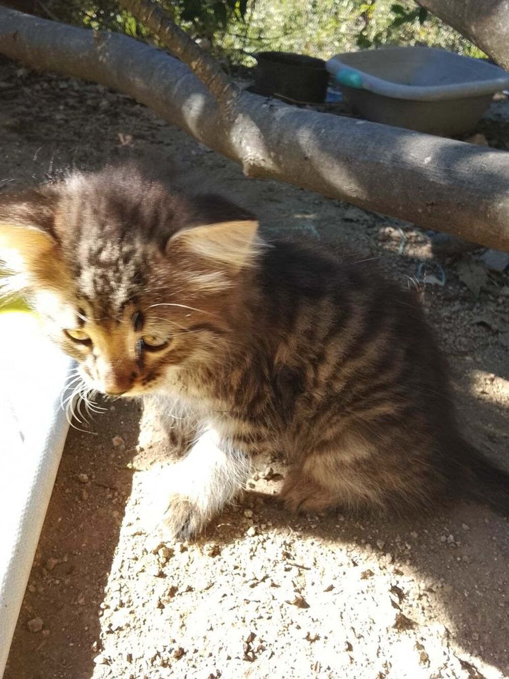 chaton Mobilier enfants
