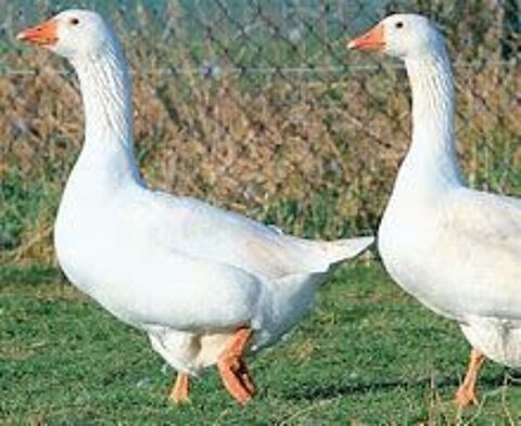 Oison oie blanche, cendr&eacute; Toulouse et Guin&eacute;e.  35 77540 Courpalay