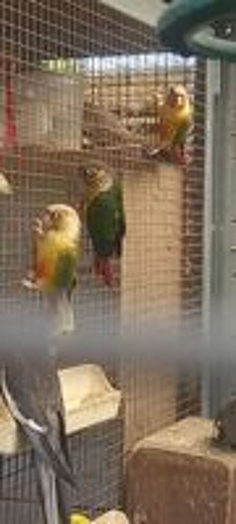   Conure molinae  