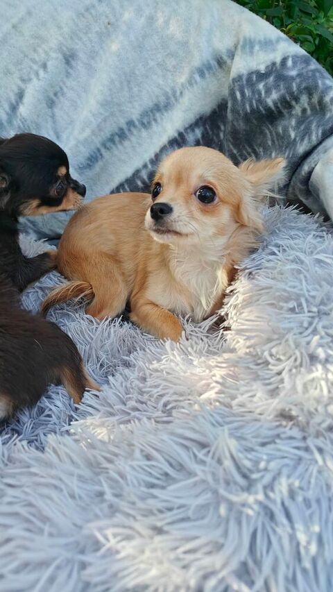Mini chiots chihuahuas LOFS 1100 95000 Cergy