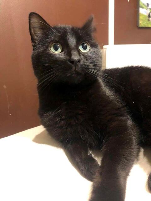 CHANCE, adorable chatte noire à adopter via l'association UMA 180 44640 Saint-jean-de-boiseau