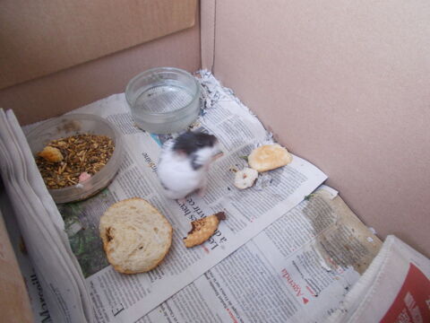 Hamster 15 38180 Seyssins
