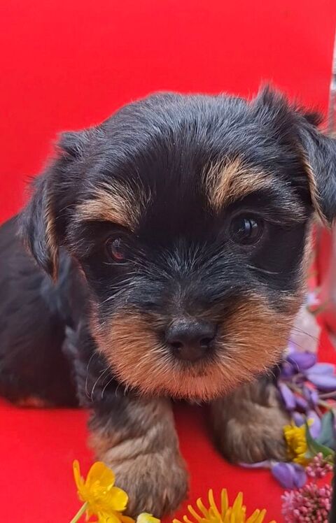  Chiots Yorkshire 1300 24110 Manzac-sur-vern