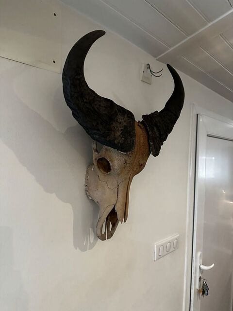 Buffle Africain - Pi�ce de collection ancienne 390 Breuillet (17)