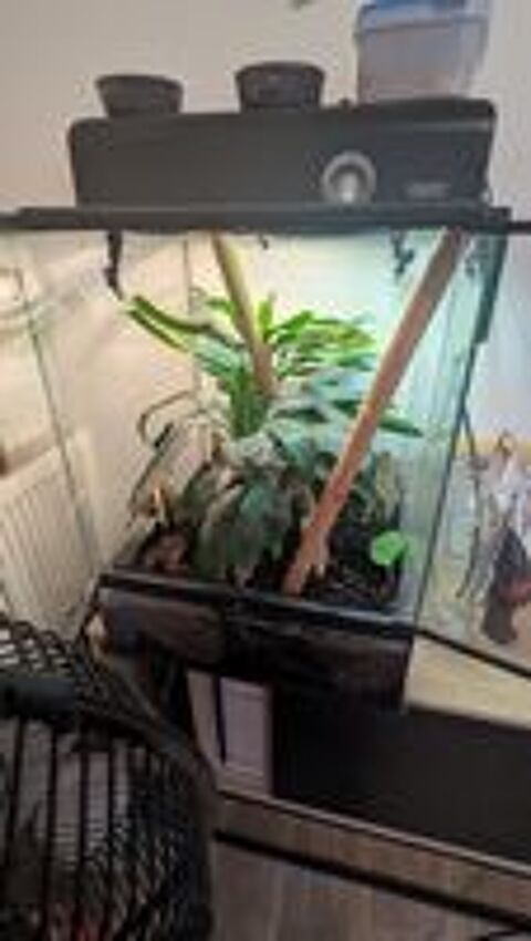   femelle gecko à crête avec son terrarium complet 