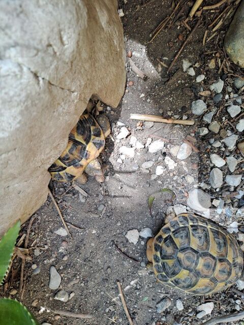 Petites tortues 45 11200 Lézignan-corbières