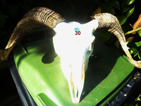 T�tes naturelles 0 Saint-M�dard-en-Jalles (33)